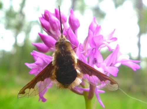 Bombylius major